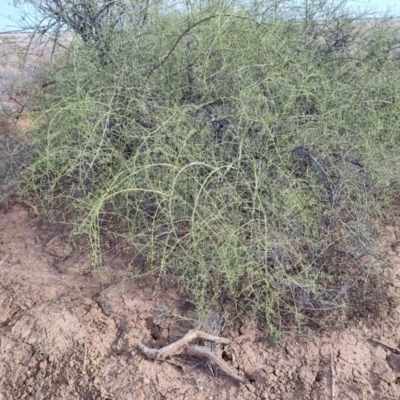 Eremophila polyclada