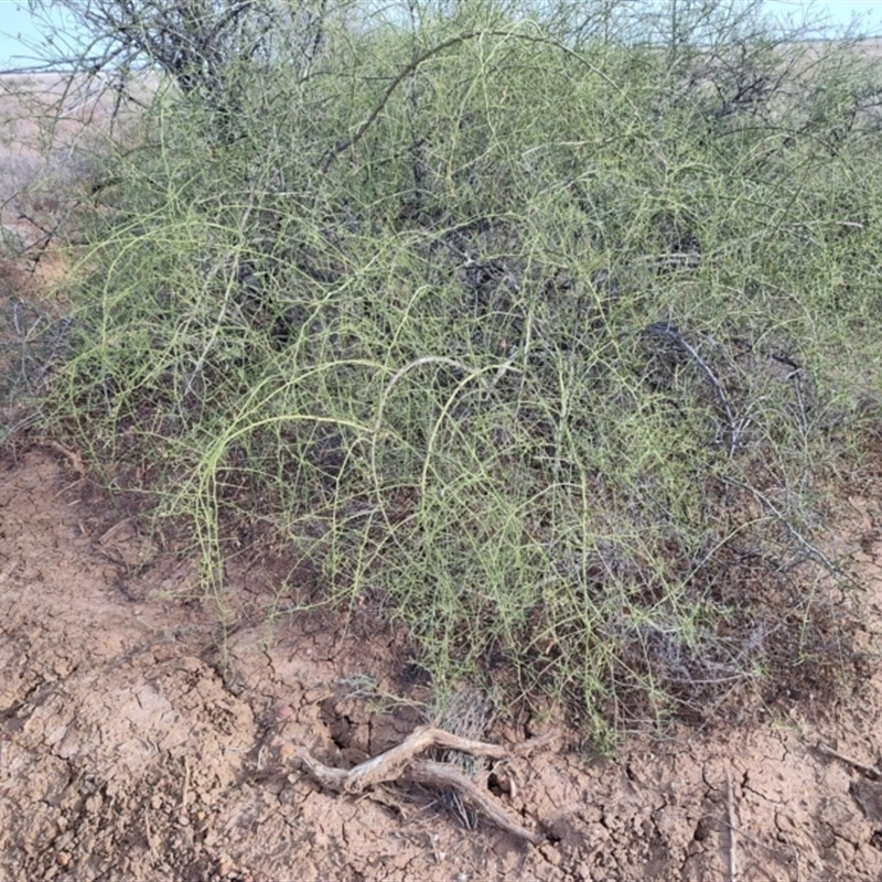 Eremophila polyclada