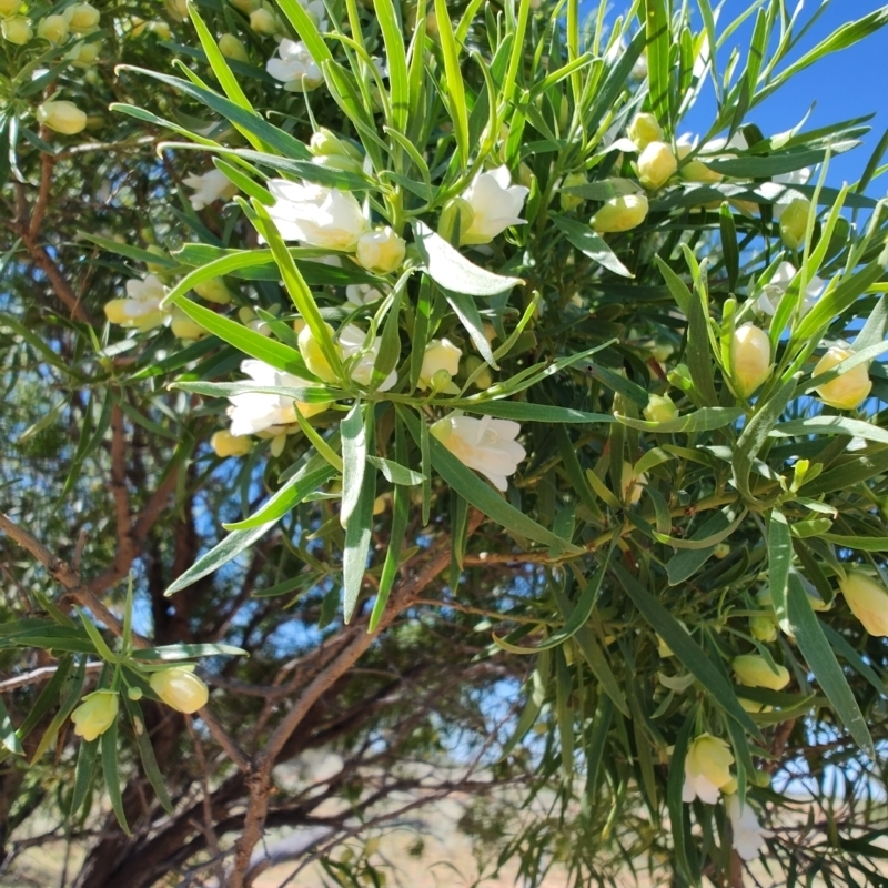 Eremophila mitchellii