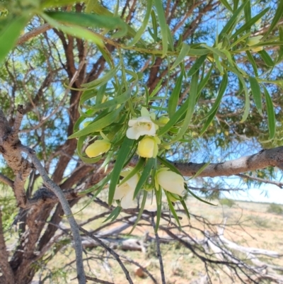 Eremophila mitchellii