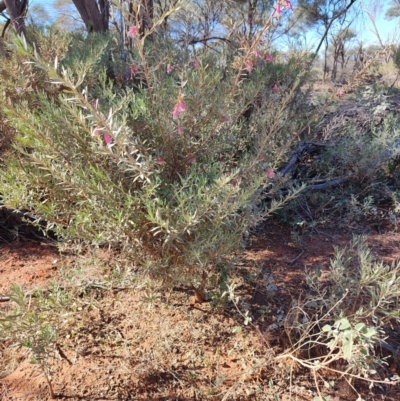 Eremophila latrobei subsp. latrobei