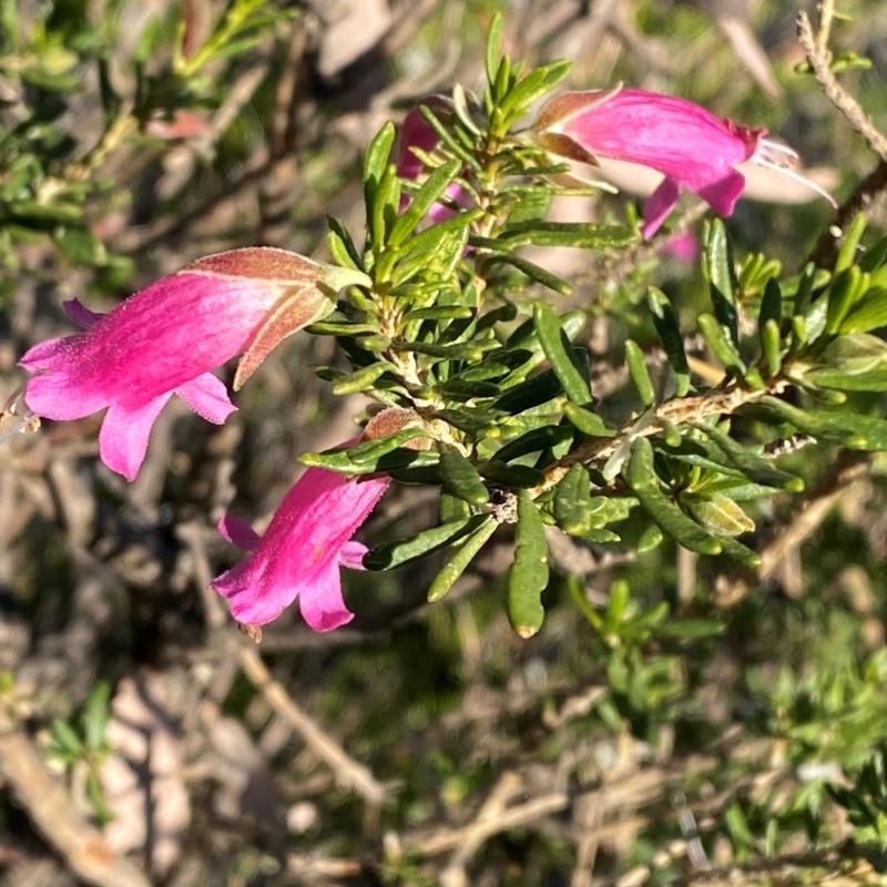 Eremophila latrobei subsp. latrobei