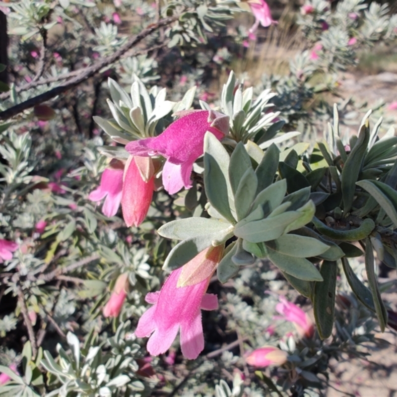 Eremophila latrobei subsp. latrobei