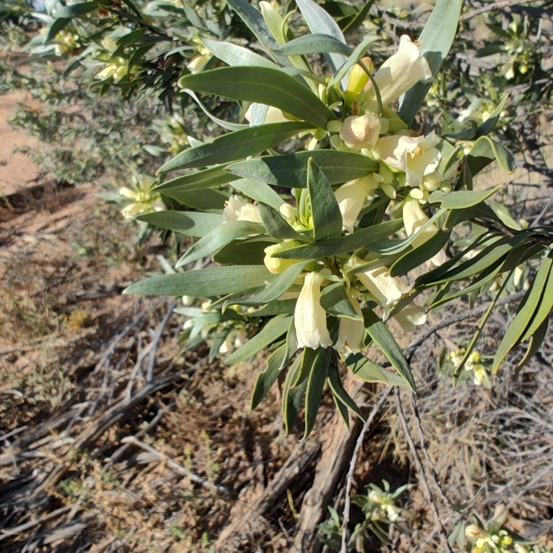 Eremophila oppositifolia subsp. rubra