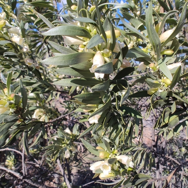 Eremophila oppositifolia subsp. rubra