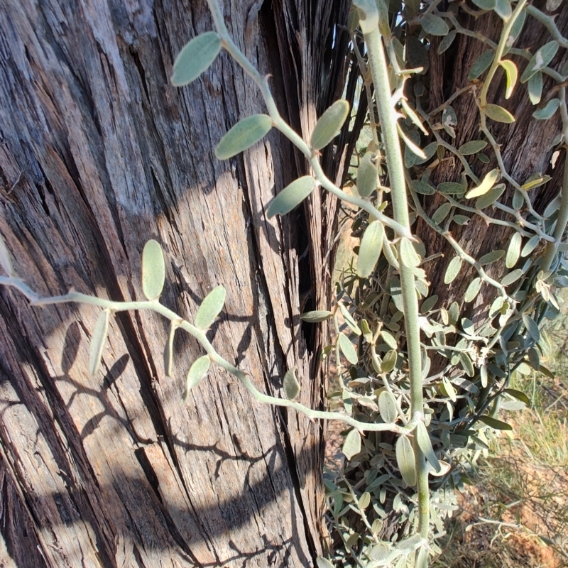 Capparis lasiantha