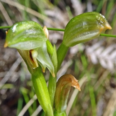 Bunochilus montanus