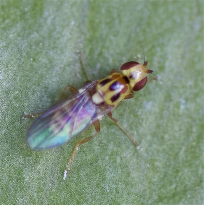 Chloromerus sp.