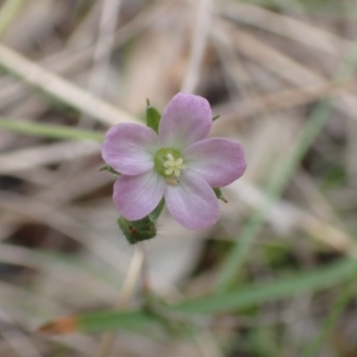 Geranium sp.3