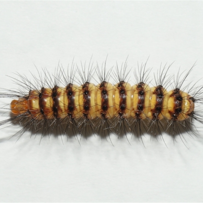 Nyctemera (genus)