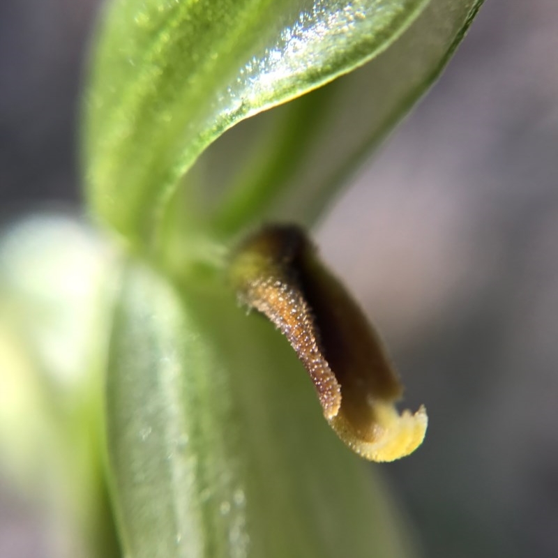 Bunochilus sp.