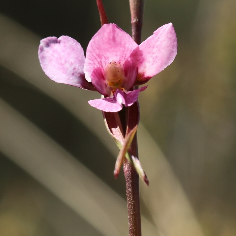 Diuris diminuta