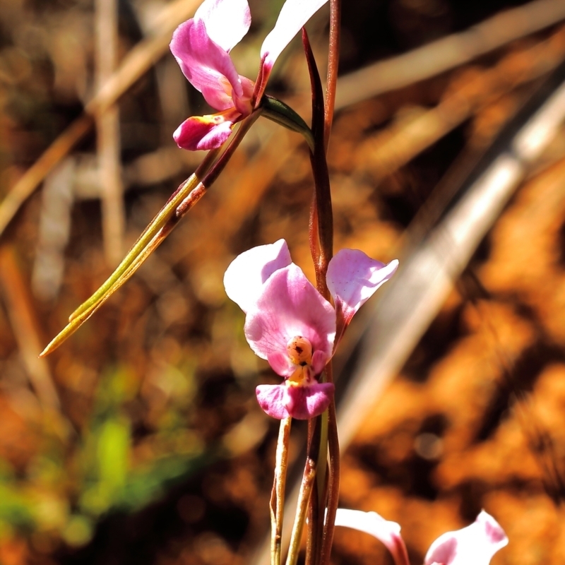 Diuris diminuta