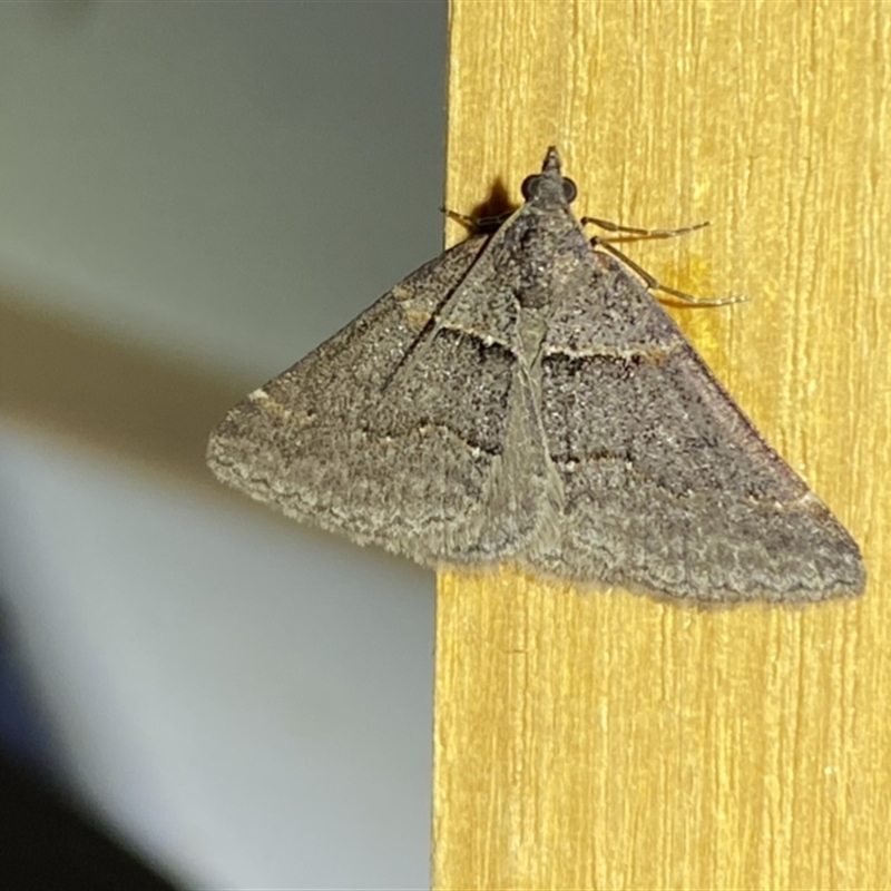 Dichromodes mesogonia