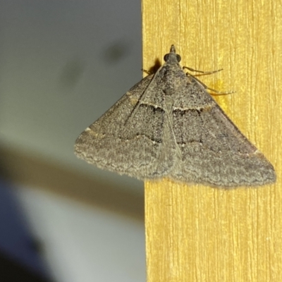 Dichromodes mesogonia