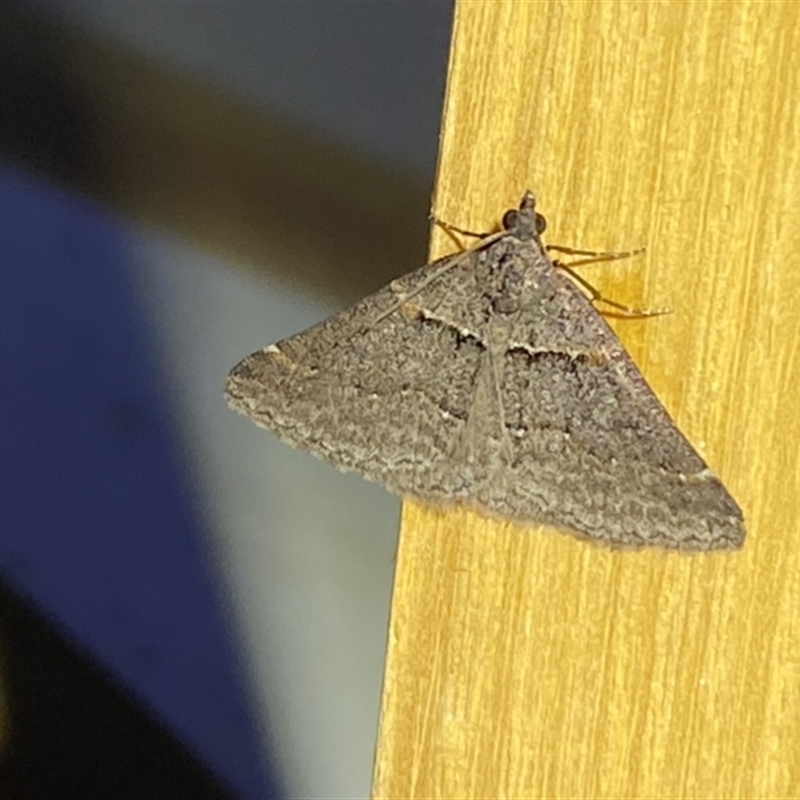 Dichromodes mesogonia