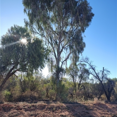 Flindersia maculosa