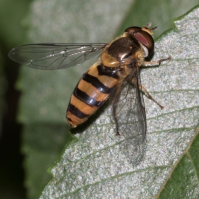 Eupeodes (Macrosyrphus) confrater