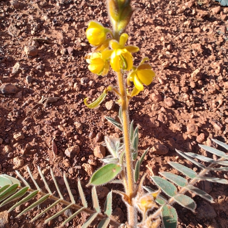 Senna notabilis