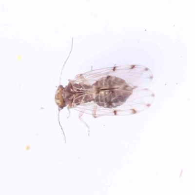 Ectopsocus sp. (genus)