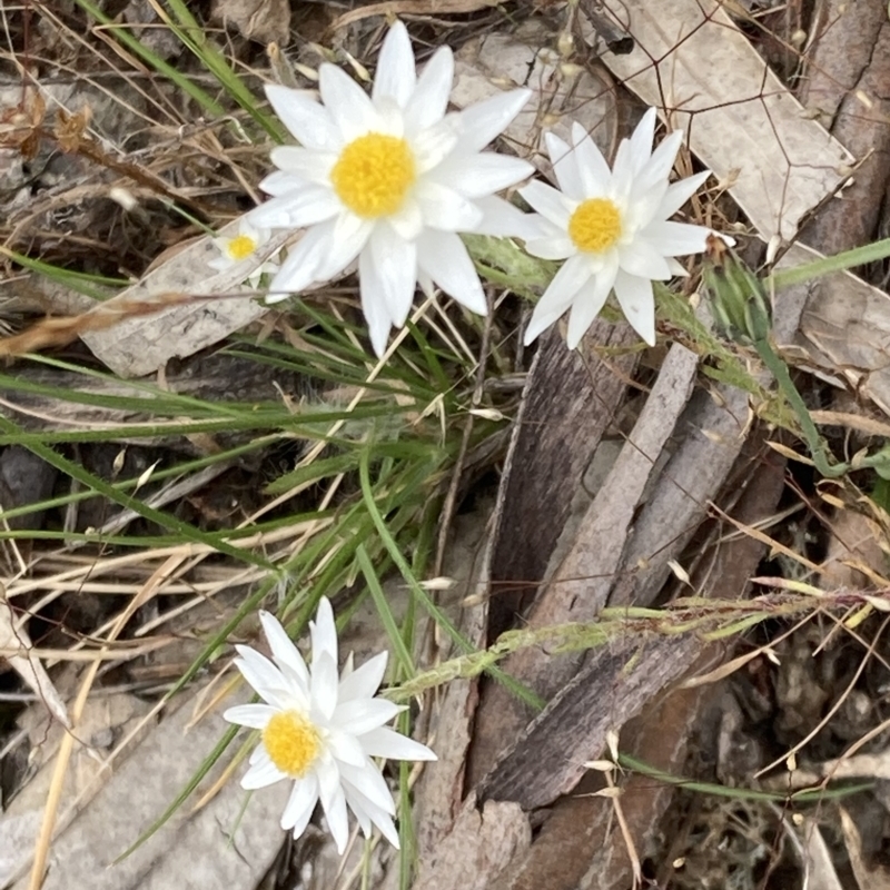 Hyalosperma praecox