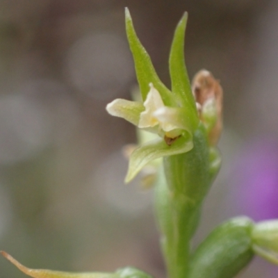 Prasophyllum lindleyanum