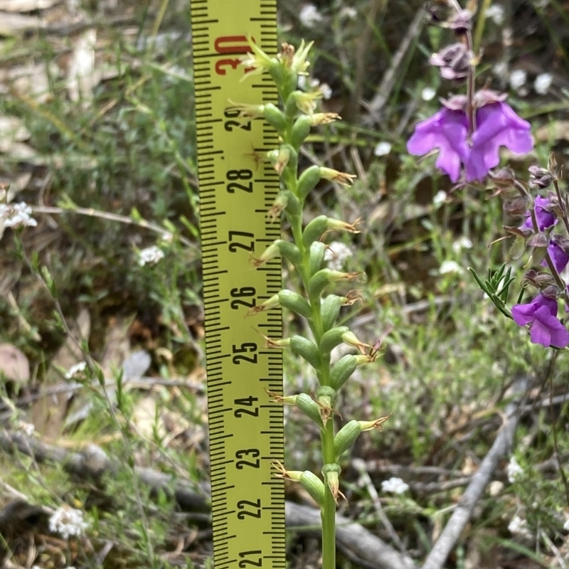 Prasophyllum lindleyanum