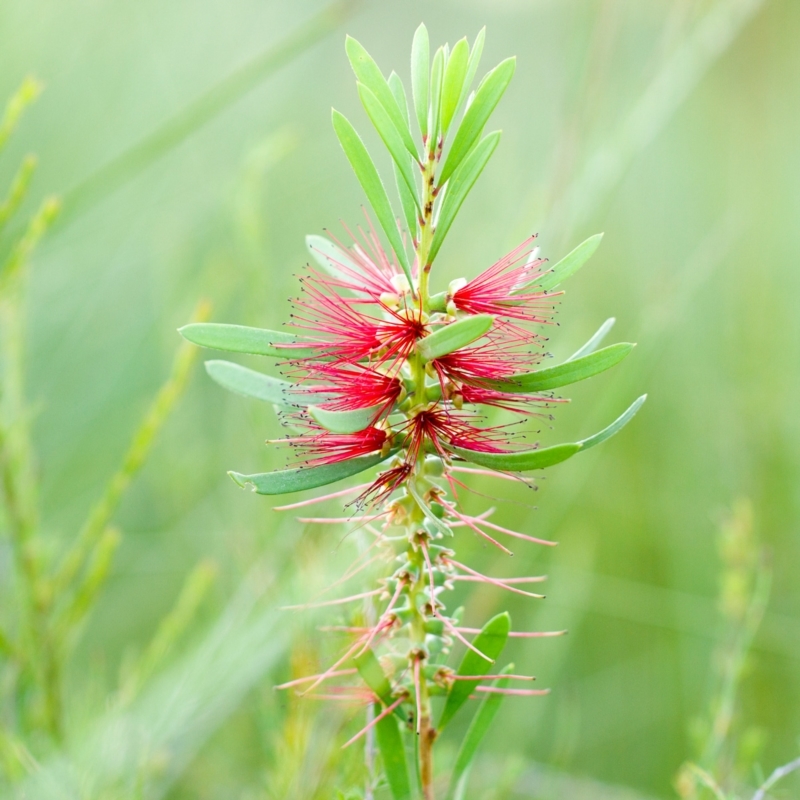 Melaleuca pachyphylla