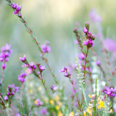 Boronia falcifolia