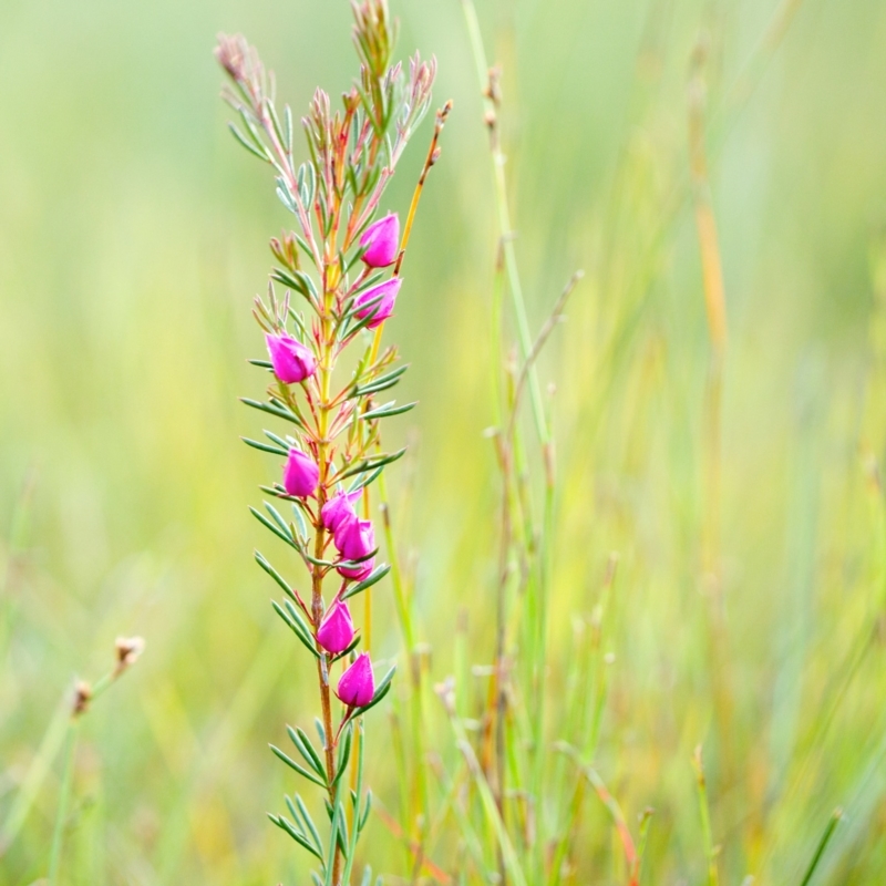 Boronia falcifolia