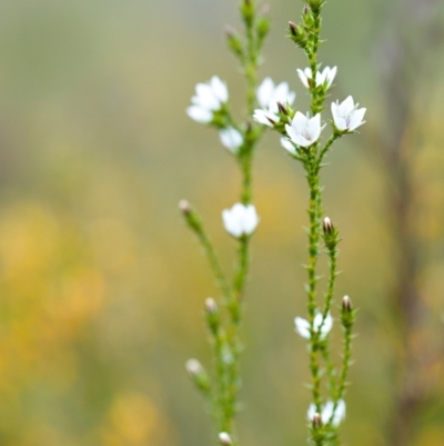 Sprengelia sprengelioides