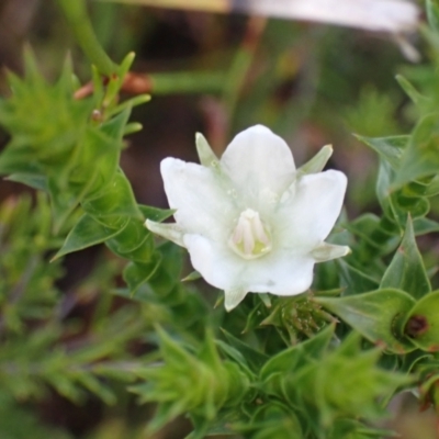 Sprengelia sprengelioides