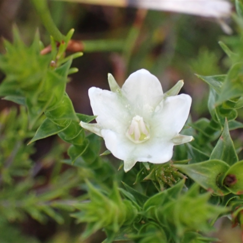 Sprengelia sprengelioides