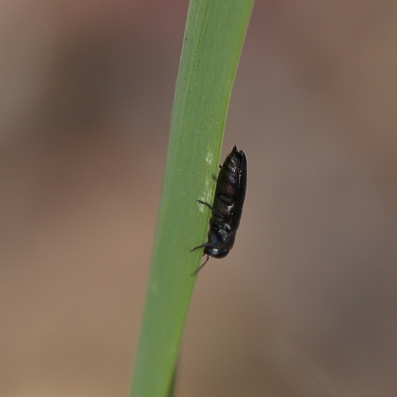 Buprestidae sp. (family)