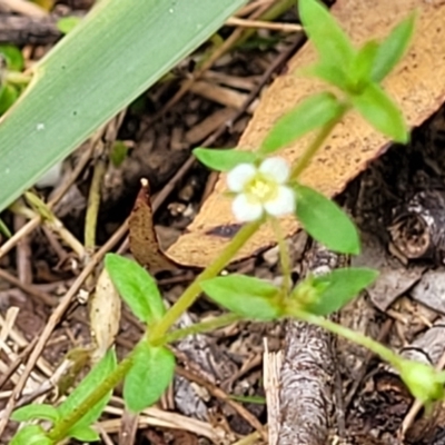 Mitrasacme paludosa