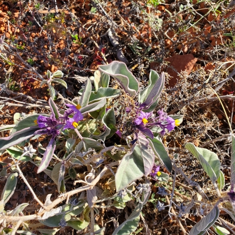 Solanum callosum