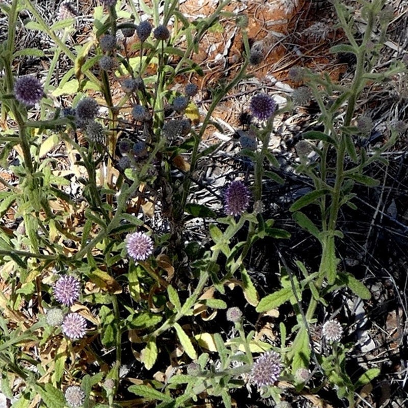 Pterocaulon sphacelatum