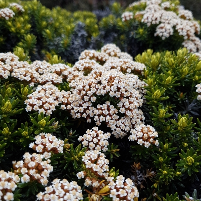 Ozothamnus ledifolius