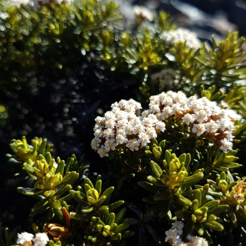 Ozothamnus ledifolius