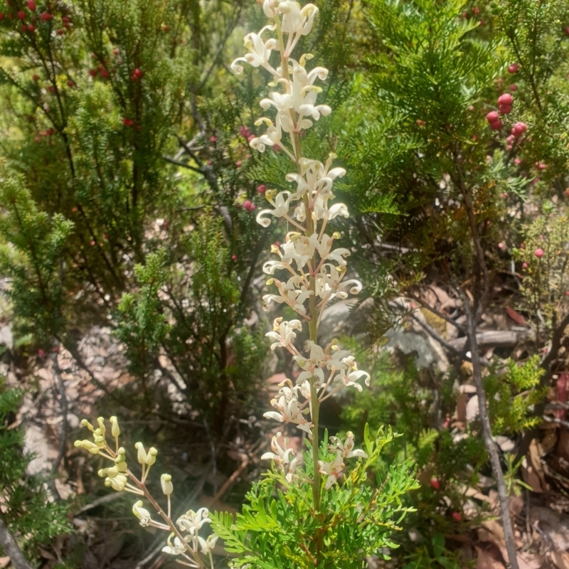 Lomatia tinctoria