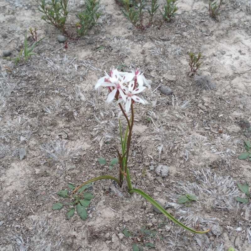 Burchardia umbellata