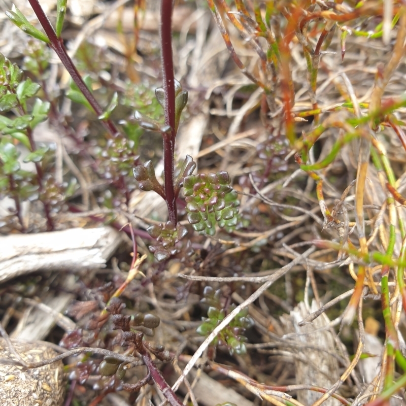 Euphrasia striata