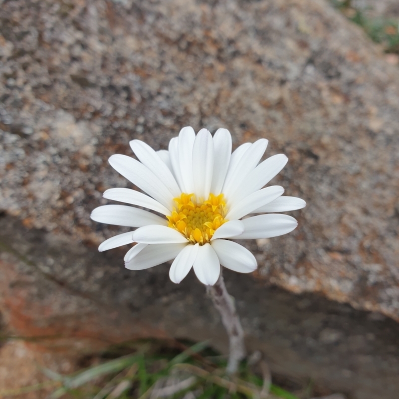 Celmisia asteliifolia