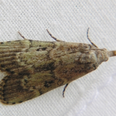 Lamoria eumeces