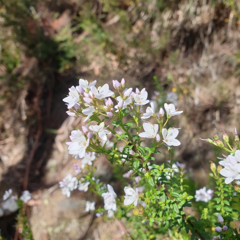 Veronica formosa