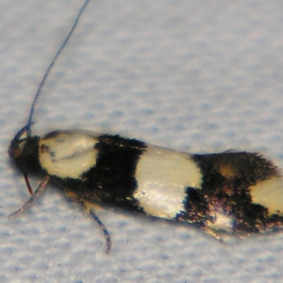 Delophanes anthracephala