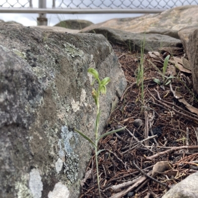 Pterostylis macilenta