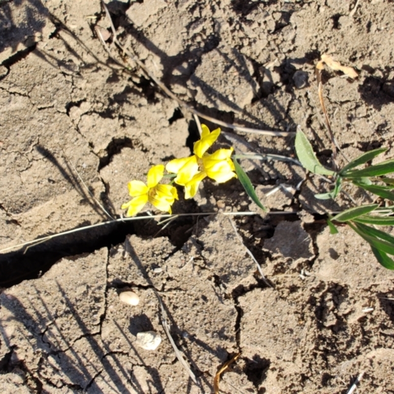 Goodenia strangfordii