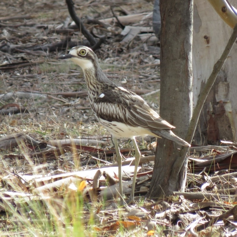 Burhinus grallarius