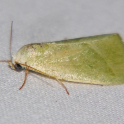 Earias subviridis